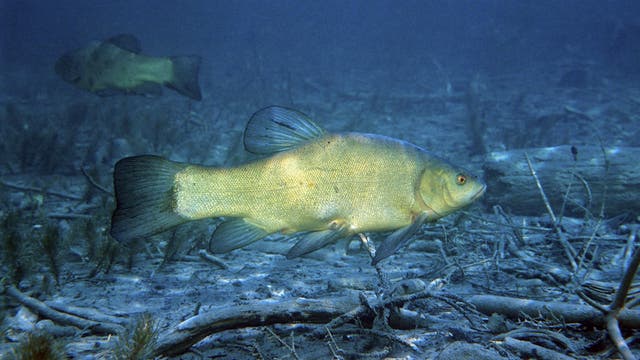 Unterwasseraufnahme einer Schleie im Chiemsee