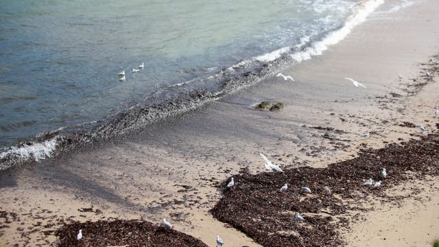 Der Coogee Beach in Sydney ist übersät mit Unrat