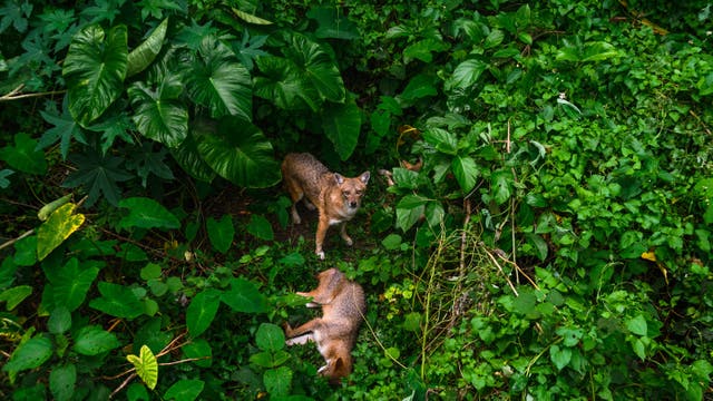 Goldschakale im indischen Bengalen