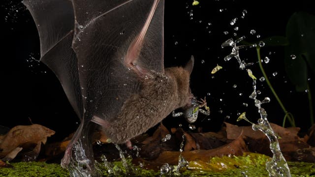 Eine Fledermaus fliegt knapp über eine Wasseroberfläche, während sie mit ihren Flügeln Wasser aufwirbelt. Im Hintergrund sind Blätter und Pflanzen zu sehen. Die Szene ist bei Nacht aufgenommen, was durch den dunklen Hintergrund betont wird. Wassertropfen spritzen in die Luft, während die Fledermaus einen Frosch im Maul hält.