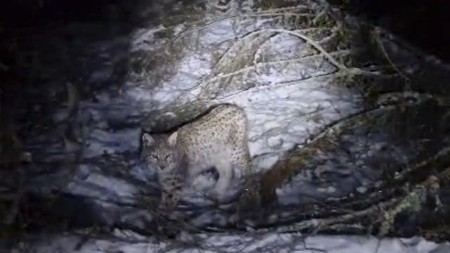 Ein Luchs steht im Schnee, umgeben von kahlen Ästen, in einem nächtlichen Wald. Der Luchs blickt in Richtung Kamera, während ein Lichtstrahl ihn beleuchtet. Die Szene vermittelt eine ruhige, winterliche Atmosphäre in der Wildnis.