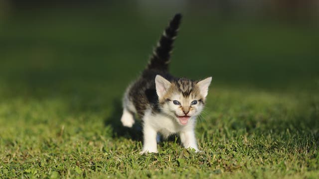 Ein kleines Kätzchen mit gestreiftem Fell läuft über eine grüne Wiese. Es hat den Mund geöffnet, als ob es miaut. Die Szene ist bei Tageslicht aufgenommen, und der Hintergrund ist unscharf, was den Fokus auf das Kätzchen lenkt.