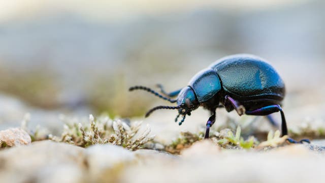 Ein glänzender, dunkelblauer Käfer krabbelt über eine mit Moos und kleinen Pflanzen bedeckte Oberfläche. Der Hintergrund ist unscharf, was den Fokus auf den Käfer lenkt. Die Textur des Käfers ist glatt und reflektiert das Licht leicht.