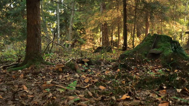 Ein Wald im Herbst mit Sonnenlicht, das durch die Bäume fällt. Der Boden ist mit Laub bedeckt, und mehrere Pilze wachsen zwischen den Blättern. Ein moosbedeckter Baumstumpf ist rechts im Bild zu sehen. Die Szene vermittelt eine ruhige, natürliche Atmosphäre.