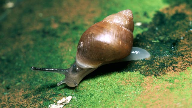 Eine Schnecke aus der Gattung Partula mit braunem Haus kriecht auf einem moosbewachsenen Stein nach links.