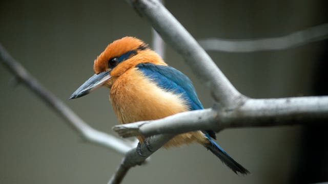 Der Zimtkopfliest ist eine Eisvogelart mit einem langen, kräftigen Schnabel. Die Flügel des Vogels sind blau, die Brust und der Kopf orangebraun, wobei die Intensität der Färbung zum Braun hin abnimmt. Vom dunklen Auge aus erstreckt sich ein dunkelblauer Ring um den Nacken. Der Vogel sitzt auf kahlen Zweigen.