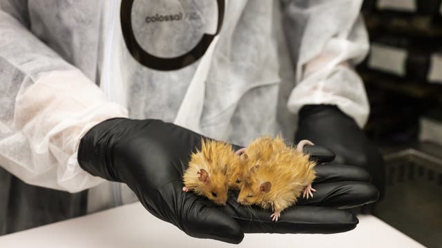 Zwei flauschige, hellbraune Mäuse sitzen auf einer schwarz-behandschuhten Hand. Die haltende Person trägt einen typischen weißen Laboranzug, das Logo von Colossal Biosciences ist unscharf auf der Brust erkennbar.