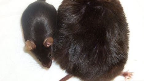 Fettleibige und normalgewichtige Maus