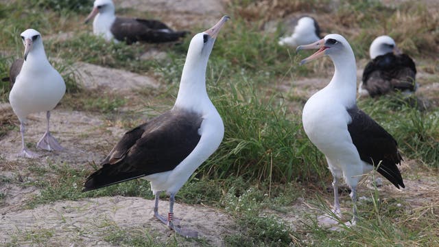 Zwei schwarzweiße Laysan-Albatrosse stehen sich gegenüber. Der rechte Vogel hat den Schnabel geöffnet, der linke reckt den Kopf in die Höhe. Im Hintergrund sind weitere Artgenossen zu sehen.