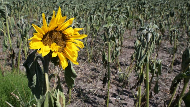 Eine einzelne, lebende Sonnenblume steht in einem Feld voller verwelkter Sonnenblumen auf ausgedörrtem Boden. Die gelben Blütenblätter der Sonnenblume heben sich deutlich von den umgebenden, herabhängenden Pflanzen ab. 