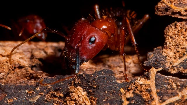 Nahaufnahme einer Florida-Holzameise (Camponotus floridanus)