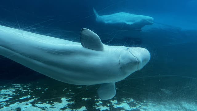 Ein Belugawal schwimmt in einem großen Aquarium mit blauem Wasser. Im Hintergrund ist ein weiterer Belugawal zu sehen. Der Boden des Aquariums ist teilweise sichtbar. Text im Bild: "dpa picture alliance".