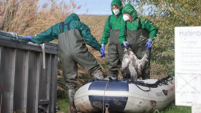 Drei Personen in grüner Schutzkleidung und Masken stehen auf einem Schlauchboot am Ufer eines Gewässers. Sie tragen Gummihandschuhe und halten einen toten Vogel. Im Hintergrund sind Schilf und Wasser zu sehen. Eine Person lehnt sich an einen Metallbehälter. Ein Schild mit teilweise lesbarem Text ist am rechten Bildrand sichtbar.