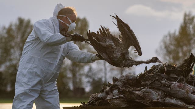Eine Person in Schutzkleidung und Atemmaske hebt einen toten Vogel von einem Haufen toter Vögel. Die Szene spielt im Freien, mit Bäumen im Hintergrund. Die Person führt eine Handlung im Zusammenhang mit der Entsorgung oder Untersuchung der Vögel durch.