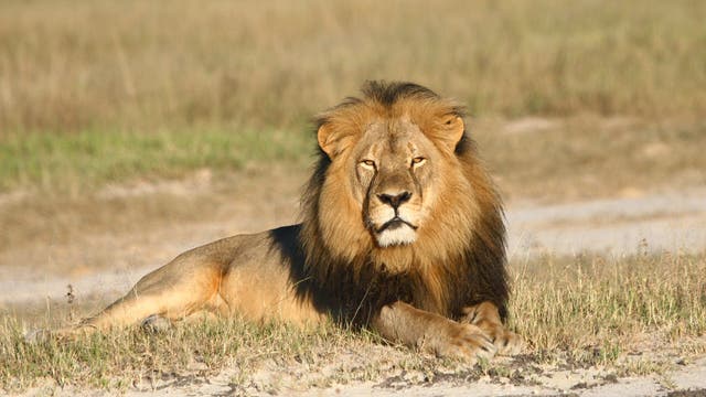Cecil, der Löwe