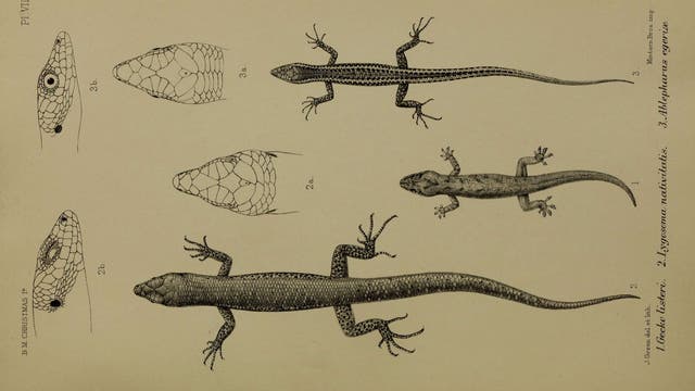 Reptilien von Christmas Island