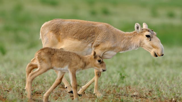 Saiga-Antilope mit Jungtier
