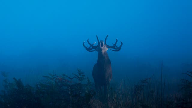 Red Stag in the Early Morning