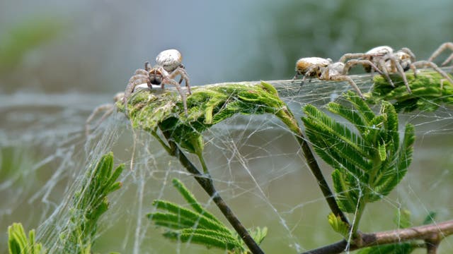 Eine Studie zur koloniebildenden Spinne Stegodyphus dumicola wurde bereits zurückgezogen
