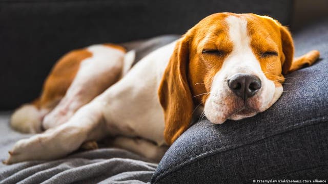 Ein Beagle liegt entspannt auf einem grauen Sofa und schläft. Der Hund hat die Augen geschlossen und den Kopf auf das Kissen gelegt. Die Szene vermittelt Ruhe und Gemütlichkeit.