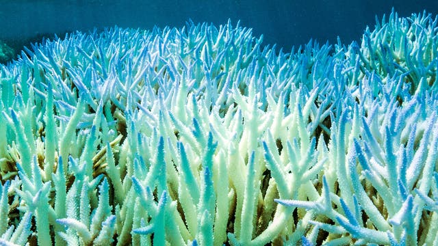 Korallenbleiche im Great Barrier Reef