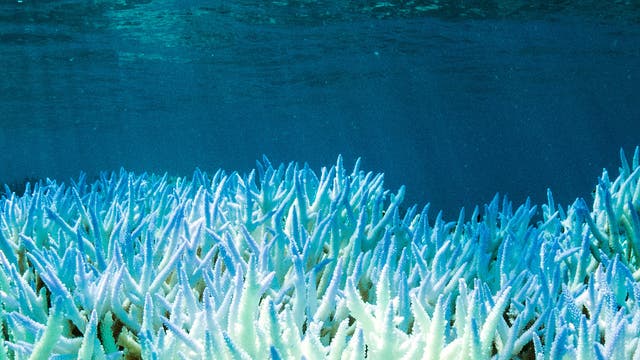 Korallenbleiche im Great Barrier Reef