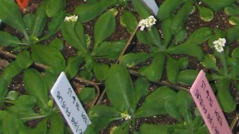 <i>Arabidopsis thaliana</i>