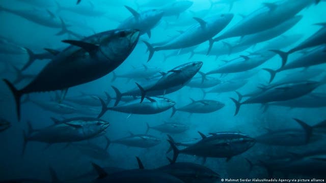 Eine große Gruppe von Thunfischen schwimmt in tiefem, türkisblauem Wasser. Die Fische haben verschiedene Größen, was ein dynamisches und lebendiges Bild des Meereslebens erzeugt. Das Licht bricht durch das Wasser und erzeugt eine mystische Atmosphäre.