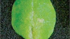 Arabidopsis-Blatt