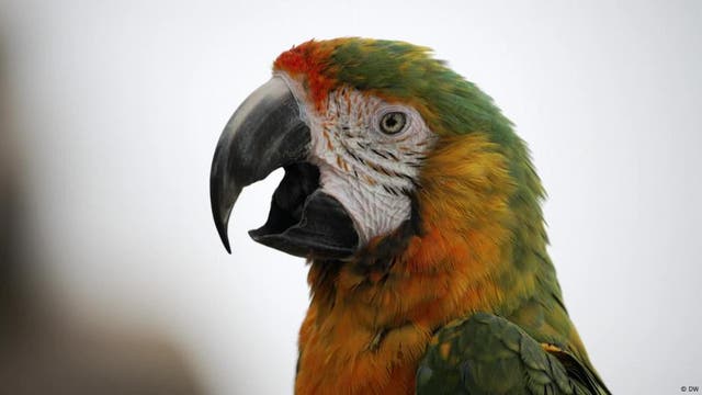 Warum können Papageien sprechen?