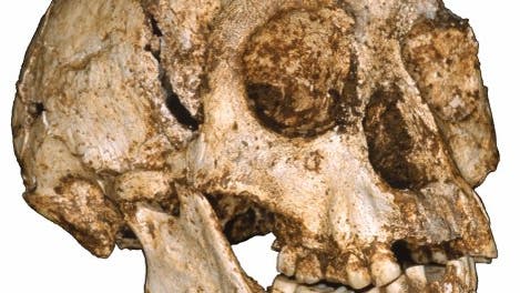 <i>Homo floresiensis</i>