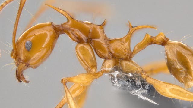 Pheidole viserion - eine neue Ameisenart aus Neuguinea, benannt nach einem Drachen aus Game of Thrones
