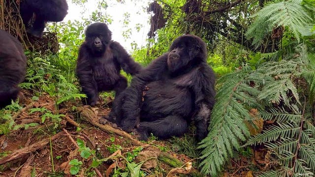 Empathie-VR im Naturschutz