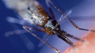 Anopheles-Mücke beim Stechen 