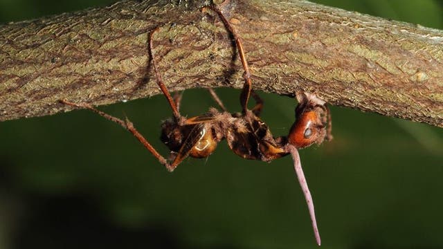 Pilzparasit Ophiocordyceps