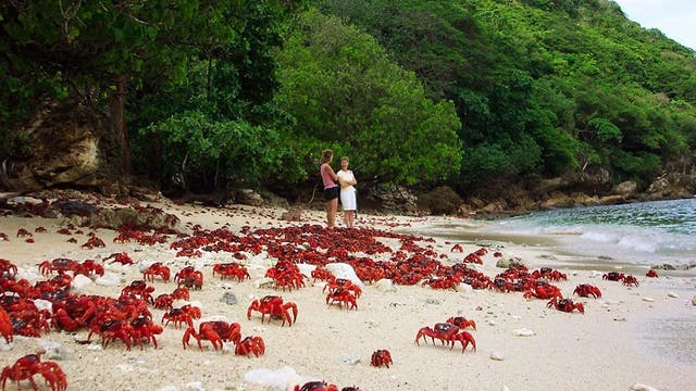 Zahlreiche rote Weihnachtsinsel-Krabben laufen auf einem weißen Sandstrand auf der Weihnachtsinsel in Richtung Meer, das sich rechts im Bild befindet. Auf dem Strand stehen zwei Frauen, die rechte der beiden trägt ein weißes Oberteil mit kurzen Ärmeln und eine halblange weiße Hose, die linke trägt schwarze Shorts und ein kurzärmeliges rosafarbenes Oberteil. Den Strand säumt dichte grüne Vegetation