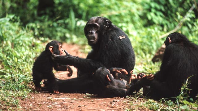Schimpansen