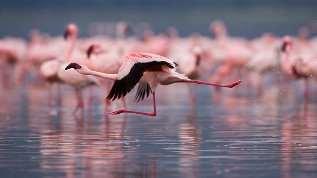 Ein Zwergflamingo beschleunigt, um abzuheben. Seine roten Beine sind in der Luft, der Vogel ist rosa, nur seine Schwingen sind schwarz. Im Hintergrund sieht man verschwommen noch mehr Flamingos