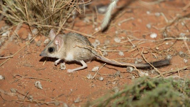 Ein kleiner Beutelsäuger bewegt sich über trockenen, rötlichen Boden, umgeben von spärlicher Vegetation und kleinen Pflanzenteilen. Die Springbeutelmaus hat ein graubraunes Fell, große Ohren und einen langen Schwanz. Im Hintergrund sind trockene Gräser zu sehen.