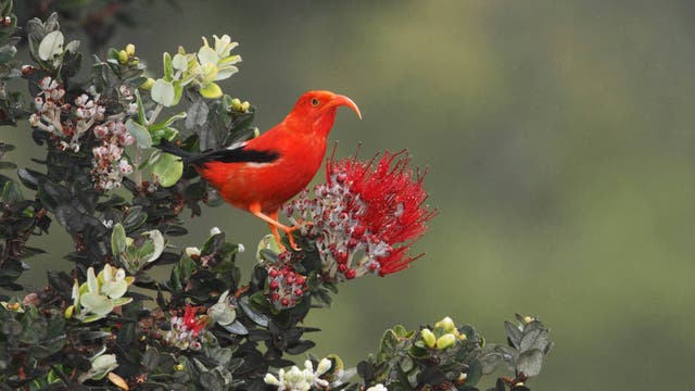 Ein I'iwi  genannter Kleidervogel sitzt an einer roten Blüte im hawaiianischen Regenwald. Der Vogel ist ebenfalls rot, hat schwarze Schwingen und einen nach unten gebogenen Schnabel.