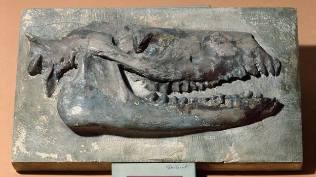 Das Schädelfossil eines Anoplotherium, eines ausgestorbenen Paarhufers, fand der französische Naturforscher Georges Cuvier auf dem Montmartre in Paris.