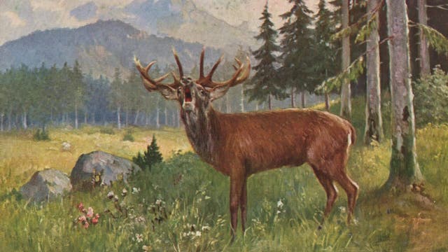 Der röhrende Hirsch ist auf einer Postkarte aus dem Jahr 1905 abgebildet.