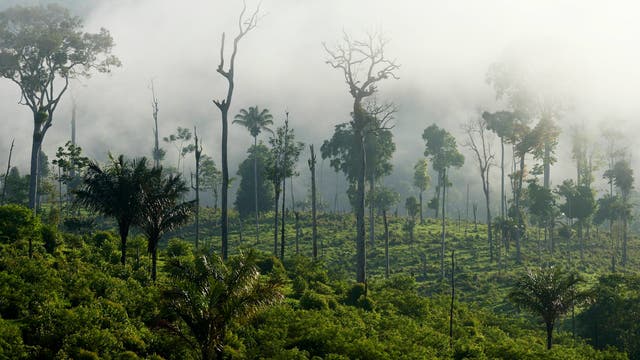 Eine neblige Waldlandschaft mit hohen, schlanken Bäumen, die aus dichtem, grünem Unterholz ragen. Der Nebel verleiht der Szene eine mystische Atmosphäre, während das Licht sanft durch die Baumkronen fällt. Im Vordergrund weisen verschiedene Palmenarten auf das tropische Klima hin.
