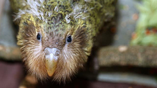 Zwei Monate altes Kakapo-Küken mit Resten des Jugendgefieders
