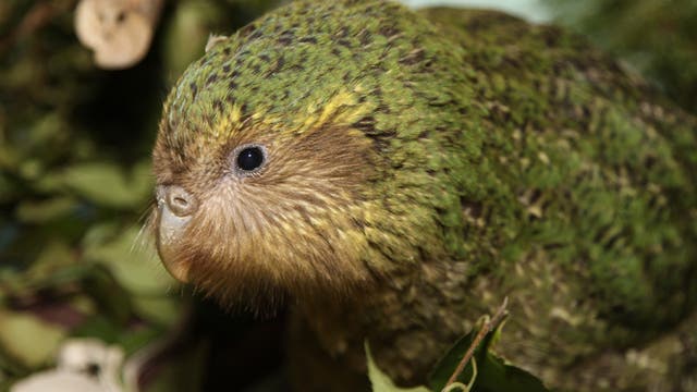 Kakapo Küken