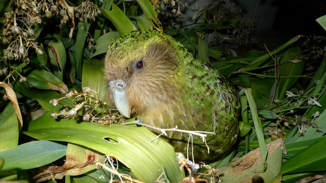 Neuseeländischer Kakapo genießt das wilde Leben auf einer rattenfreien Insel