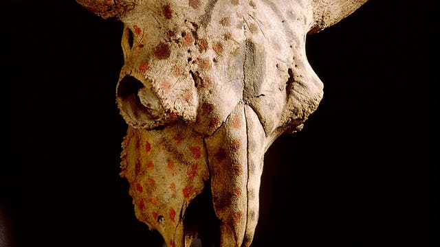 Der bemalte Büffelschädel, der heute in der ethnologischen Sammlung in Berlin aufbewahrt wird, gehörte womöglich einst der indigenen Gruppe der Blackfoot in Kanada.