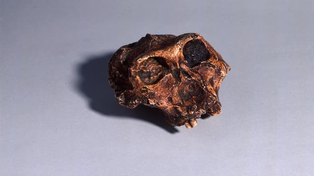 Schädel eines Paranthropus robustus aus Swartkrans in Südafrika.