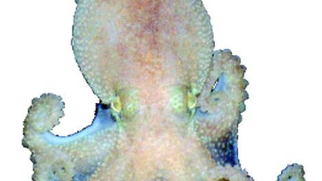 Unbekannter Krake der Gattung Pareledone