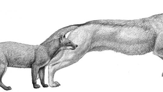 Die frühen Hundevorfahren Hesperocyon (links) und  Sunkahetanka (rechts)
